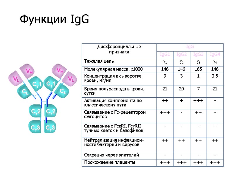 VL VH VH VL C3 C2 CL C1 CL C1 C2 C3 Функции IgG